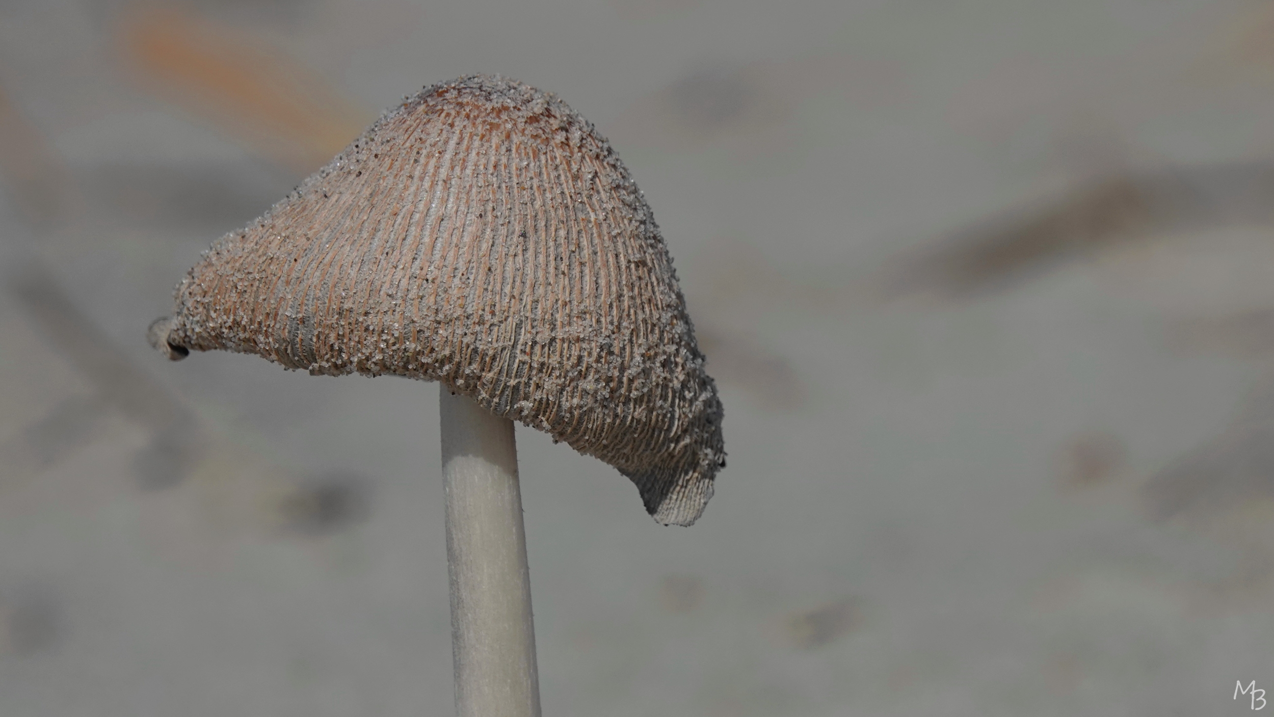 Marian Buurman - Op het strand van Terschelling - 2026-9-25;september;paddestoel;schimmel;